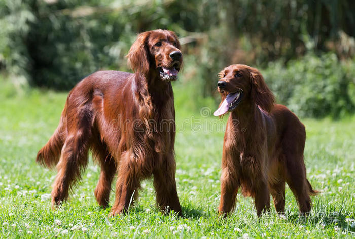 两个爱尔兰赛特犬站在草地上