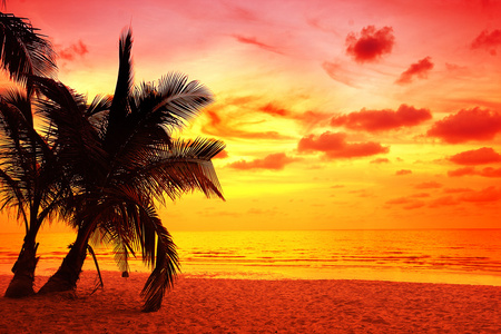 日落中的椰子棕榈树