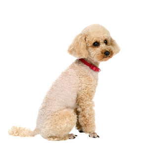 贵宾犬纯种狗图片