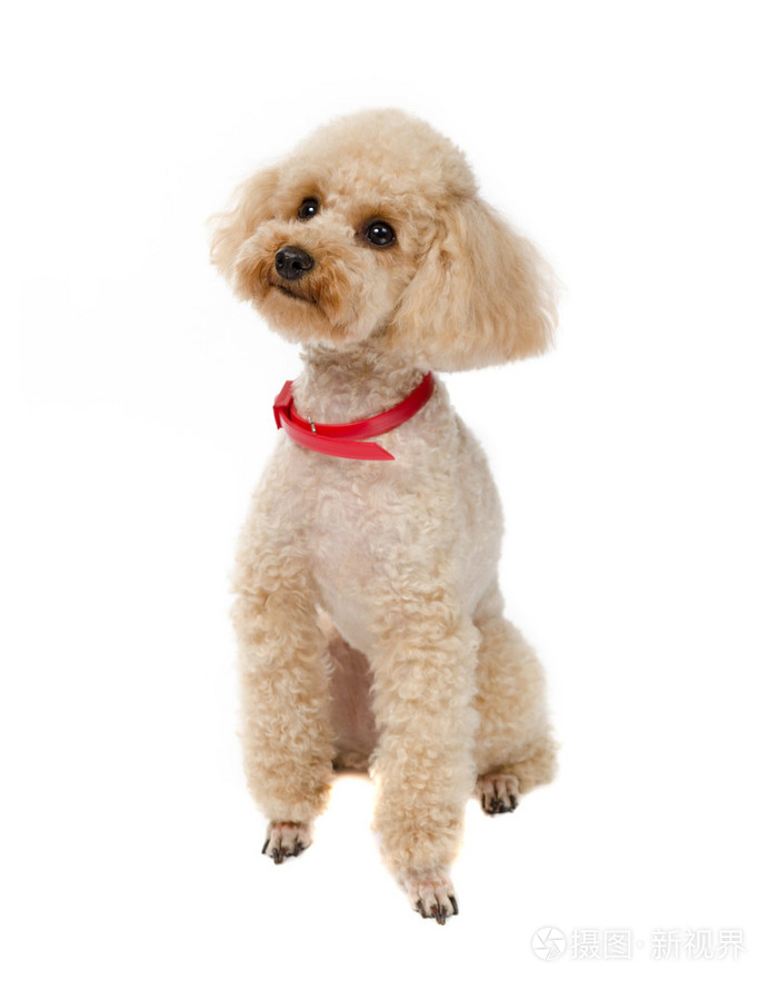 坐在白色的背景,与红色的小项圈上的狗玩具贵宾犬