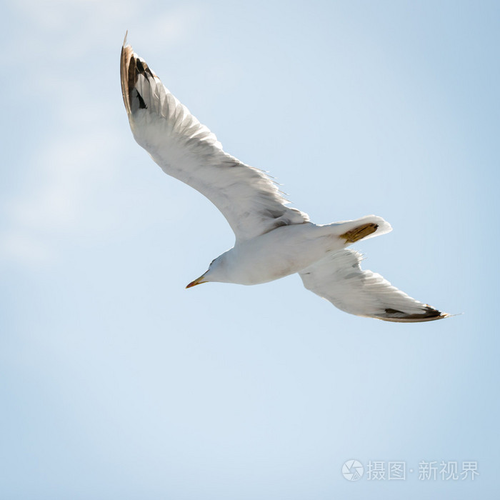 白飞海鸥与捻度翅膀的底部视图
