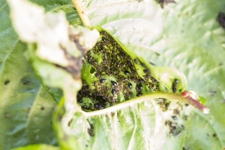 樱桃树的叶子上的蚜虫 虱照片