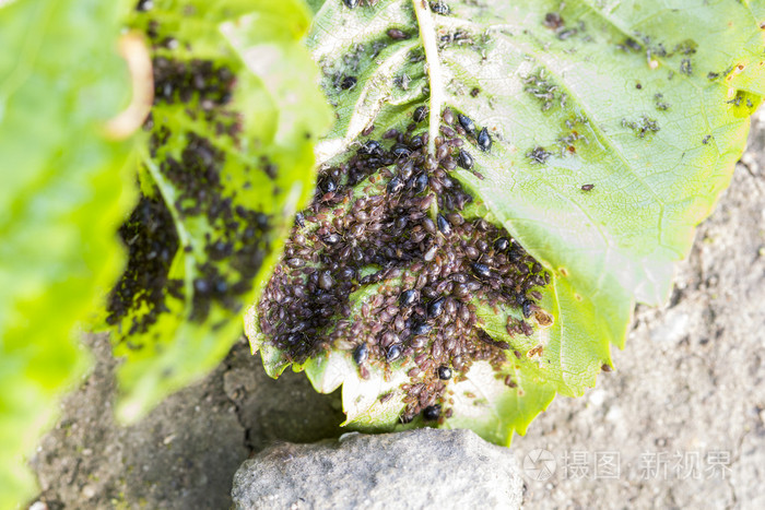 樱桃树的叶子上的蚜虫虱