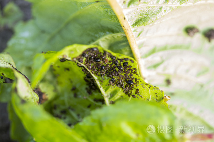 樱桃树的叶子上的蚜虫 (虱)