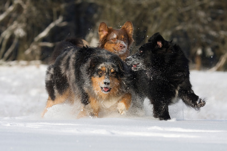 在雪地里玩的三个澳大利亚牧羊犬