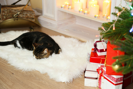 可爱的猫咪躺在壁炉前的地毯上