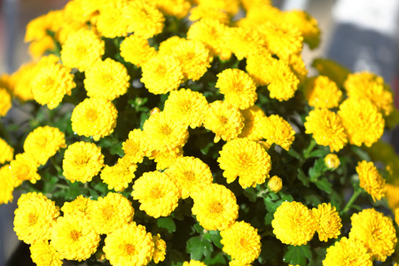 黄色的花朵特写
