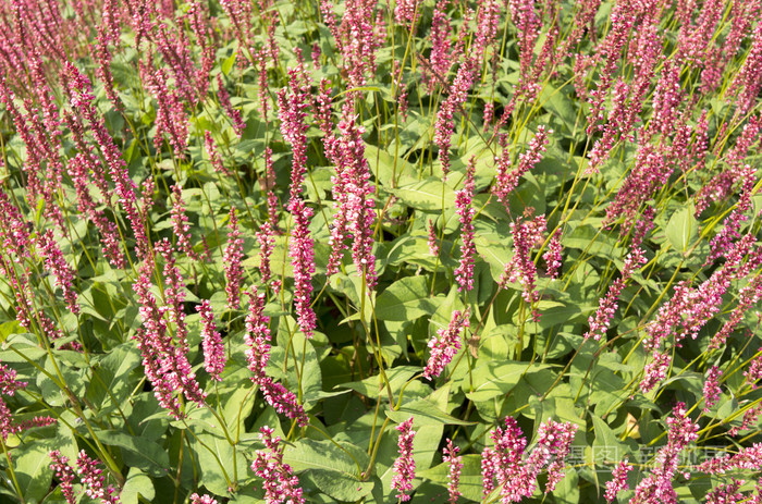 花蓼或蓼科照片 正版商用图片1gzsc7 摄图新视界