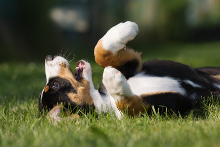 Entlebucher 闽南狗小狗