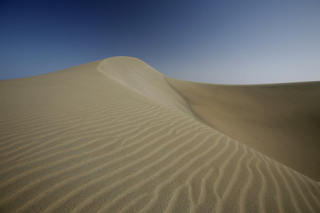 欧洲 spian gran 金丝雀照片