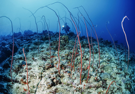 鞭子柳珊瑚