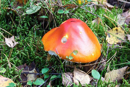 蘑菇伞菌在森林空地上
