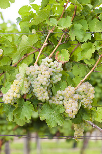 在葡萄园里，南部摩拉维亚，捷克共和国的白葡萄品种