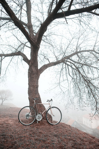 附近的树上那辆旧自行车