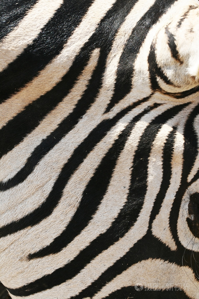 斑马的皮肤黑白相间的非洲斑马的条纹