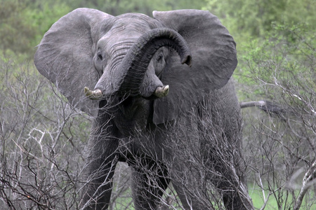 Aggressive elephant with a raised trunk looks at the camera, 