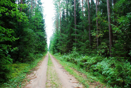 绿色的森林和道路在夏季时间