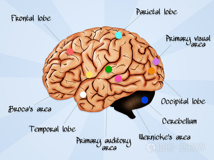 4900*3686px发票合同问题/查看作者其他作品查看更多>脑叶节脑解剖脑