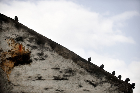 倾斜屋顶上的鸽子剪影图片