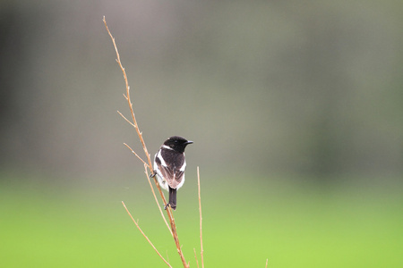 在日本的西伯利亚 Stonechat 黄连该