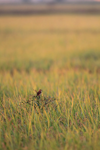 在日本的西伯利亚 Stonechat 黄连该