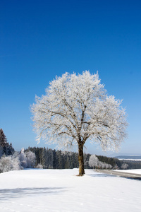 冷冻的树