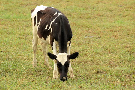 荷斯坦犊牛在牧场
