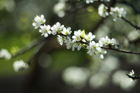 苹果花