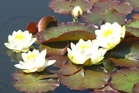 水中百合