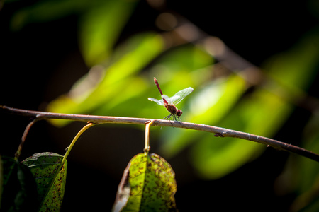 美丽的蜻蜓，坐在森林的树枝上