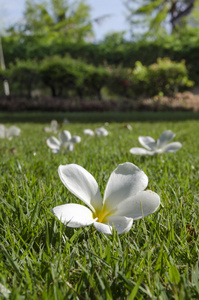 花在草领域