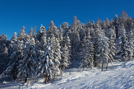 杉木树在冬天的时候在阿尔卑斯山
