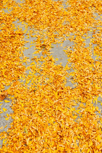 秋天的树叶红黄色背景