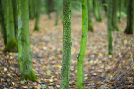 秋天的森林。 树干。 抽象背景。 专注于前景。 旋转的波克。