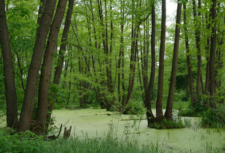 湖中木绿和树