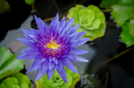 池塘上的蓝色莲花