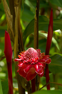 红色的夏威夷花