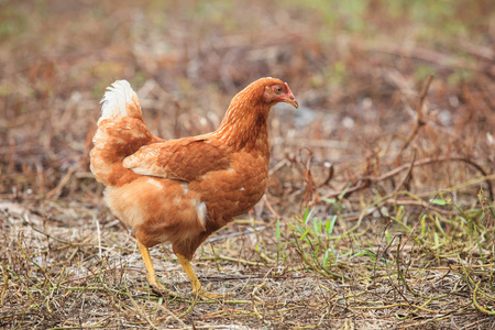 棕色母鸡鸡站在字段用于农场动物，活