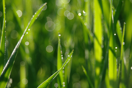 模糊与水滴在阳光下的绿草