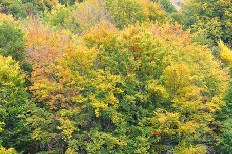 色彩缤纷的秋天的森林树木