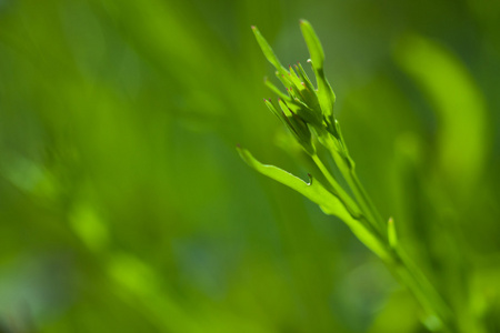 绿色植物靠近模糊的绿色背景，由其他植物组成。 有一个空的复制空间来插入一些文本或图像。 可以用作壁纸或明信片。