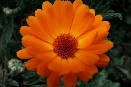 橙色海角雏菊或迪莫福泰卡图片