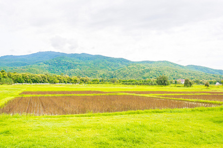红稻田白天与山地背景的图像图片