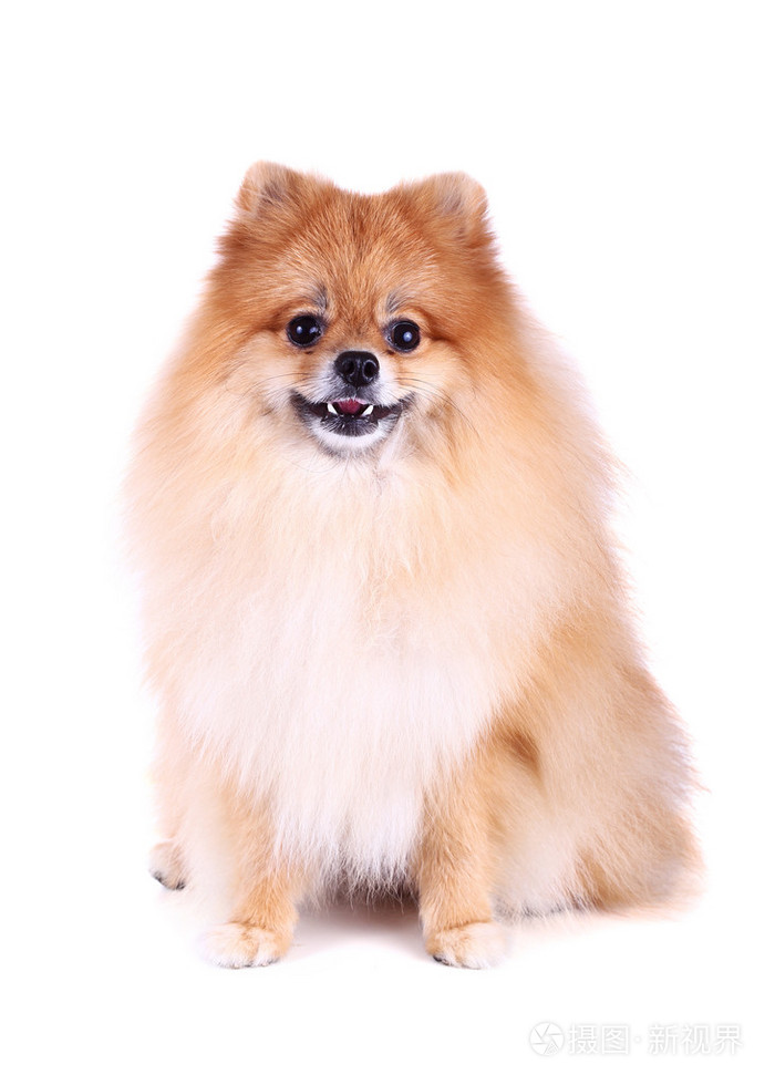 白色背景上孤立的博美犬狗照片 正版商用图片1h0gnu 摄图新视界