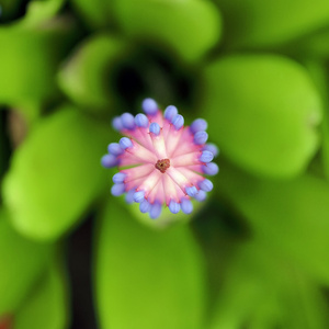 粉色蓝色蜻蜓凤梨图片