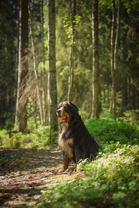 狗品种恩山犬