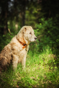 中央亚洲牧羊犬的狗品种阿拉