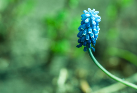s breath, bluebell, muscari armeniacum flower closeup among gr