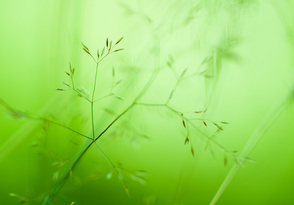 植物生态背景