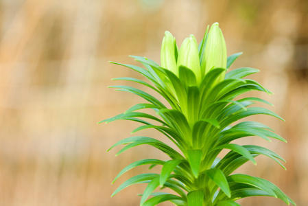 植物园艺自然形象白色百合百合的幼春芽，在模糊的背景模糊的背景上特写。 可以用作壁纸或明信片。